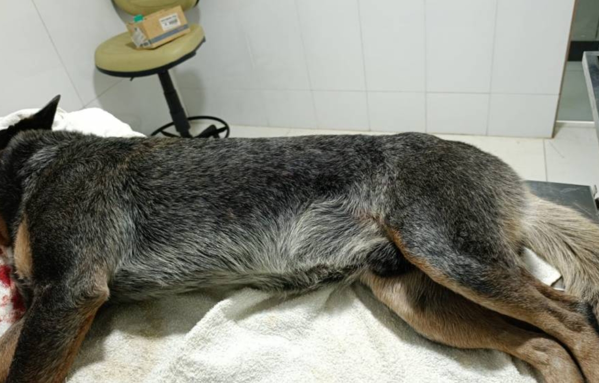 MAUS-TRATOS: Homem é preso após atacar cachorro com roçadeira e deixar animal mutilado