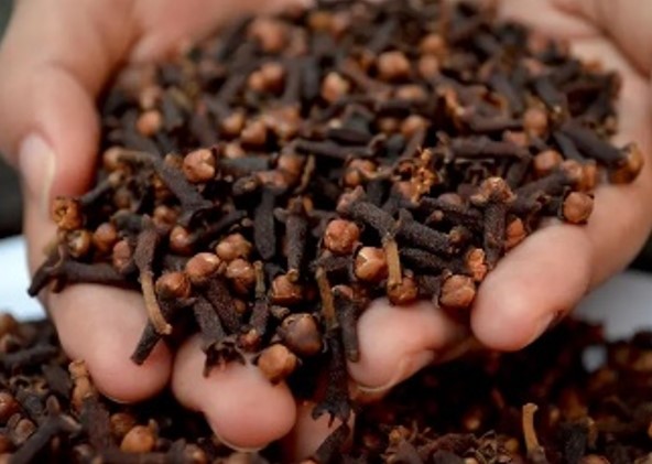 CRAVO-DA-ÍNDIA: Muito além de um refrescante bucal contra mal hálito