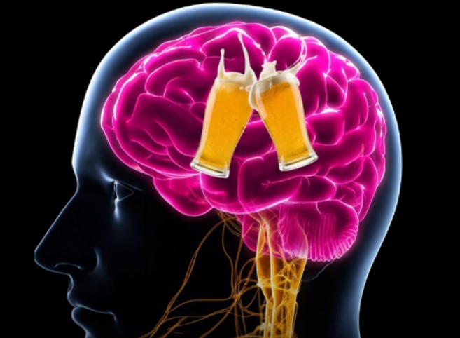 ENVELHECIMENTO: Pesquisa mostra que beber cerveja encolhe o cérebro