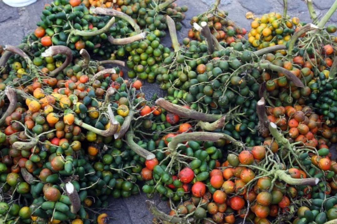 PRODUTOS DA FLORESTA: Última semana para inscrição no programa Amazônia em Casa, Floresta em Pé