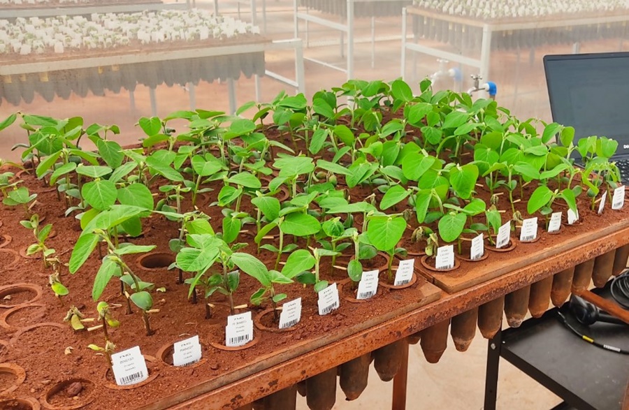 TERRA: Áreas de plantio de soja e algodão crescem a cada ano