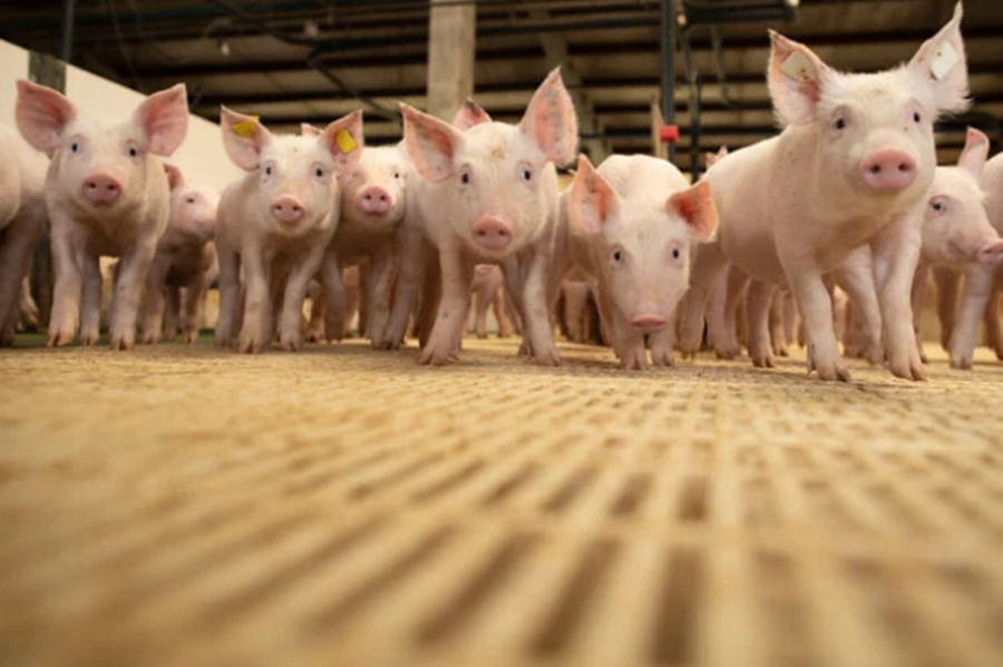 AUMENTO: Exportação brasileira de carne suína cresce 17,8% em novembro