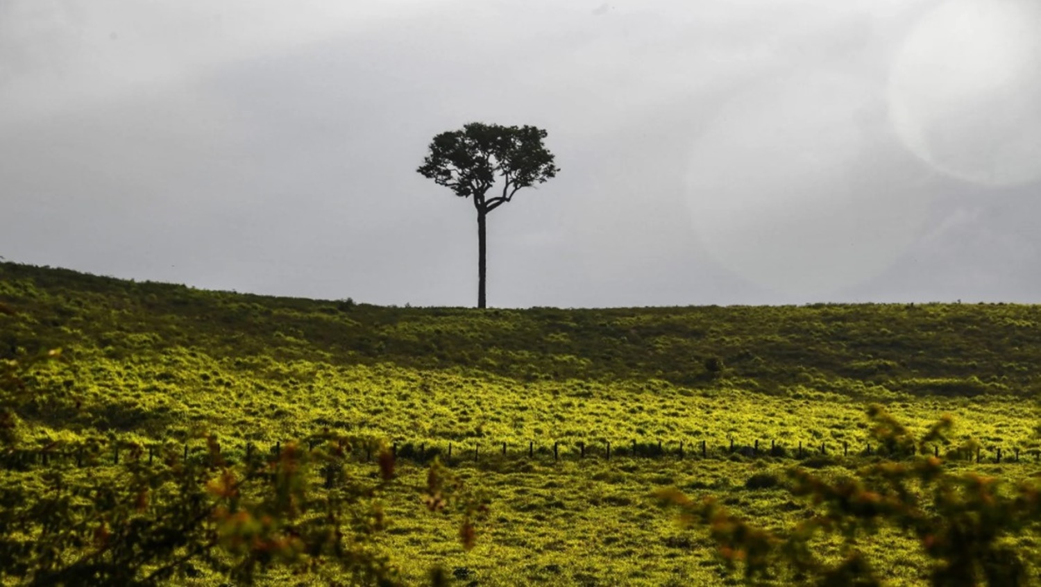 AMAZÔNIA: Mês de fevereiro mostra altas taxas de desmatamento 