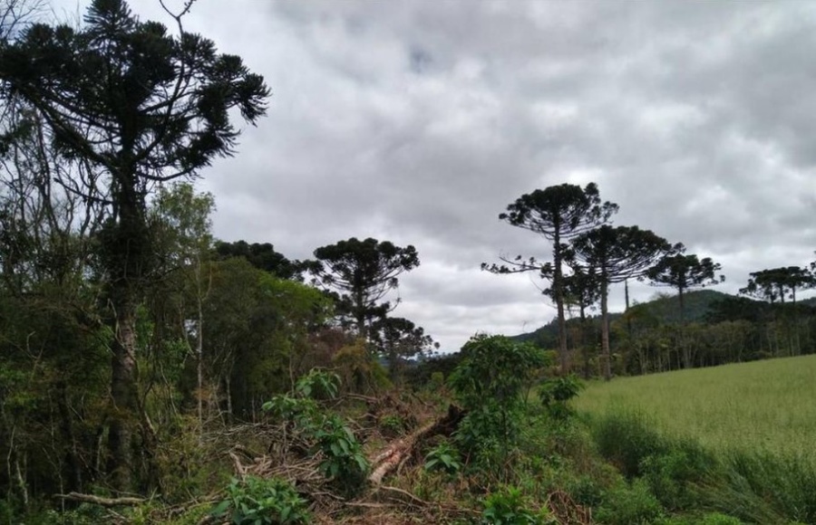 AMAZÔNIA: Multas por desmatamento aumentam 219%