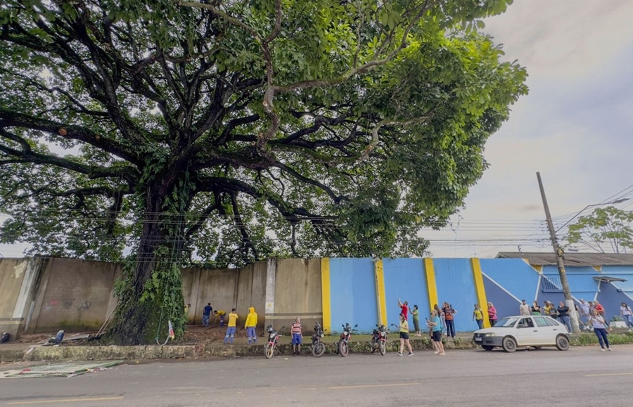 CASTANHEIRA CENTENÁRIA: Técnicos estudam a saúde da árvore para execução de futuros projetos