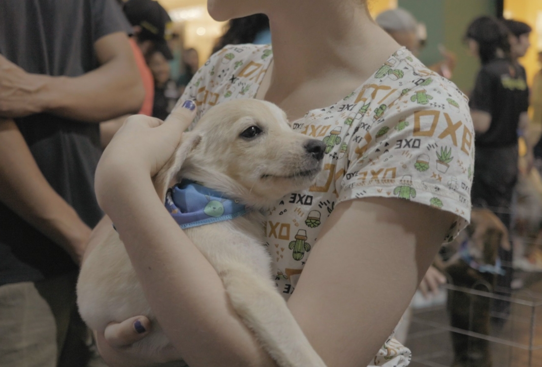 PETS: Feira de adoção de cães e gatos acontece no PVH Shopping neste final de semana