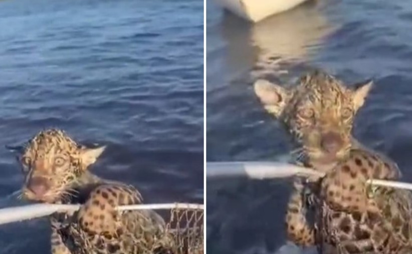 VIRALIZOU: Filhote de onça se afoga em rio e é salvo por pescadores