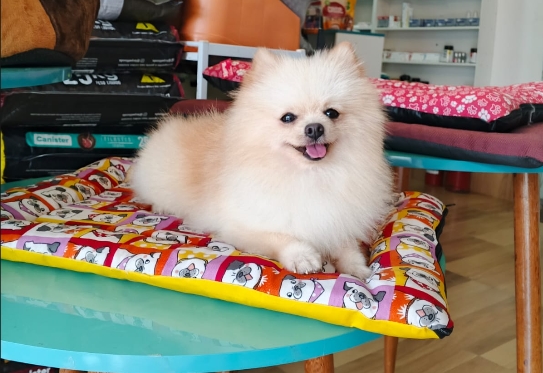 DESAPARECIDO: Cachorrinho Lulu some e família pede ajuda em PVH