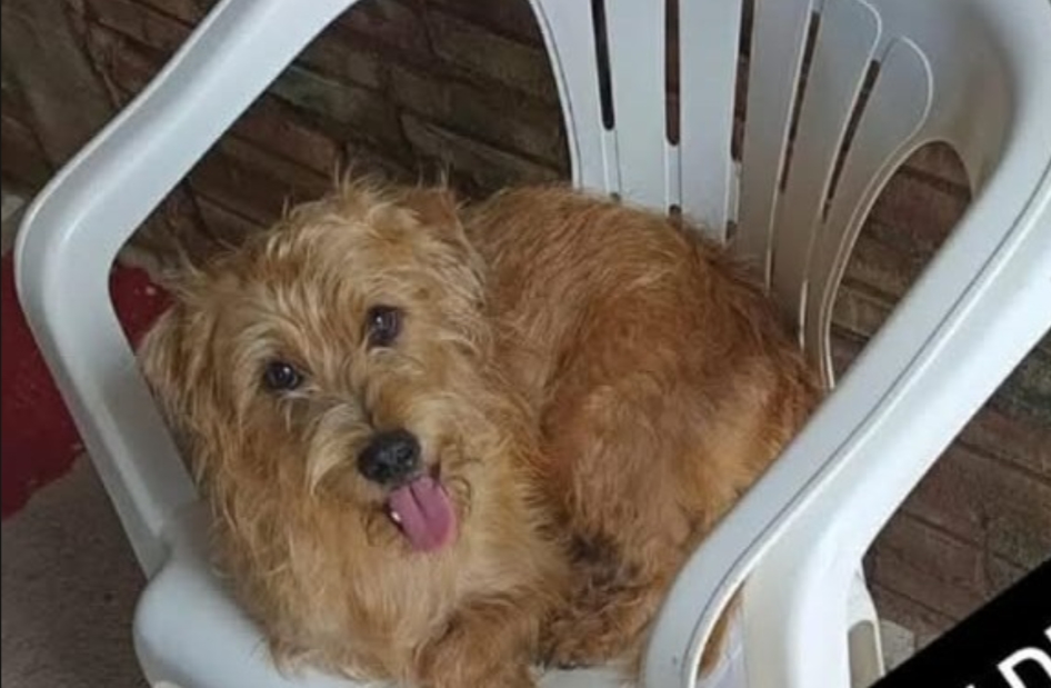 RECOMPENSA: Cadelinha Mel desaparece no bairro Areal da Floresta, em Porto Velho