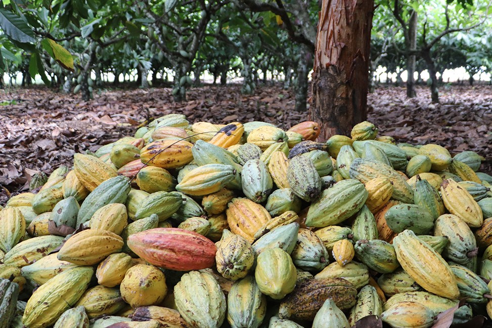 CACAU DE RO: Ações do Governo impulsionam o crescimento do estado no setor 