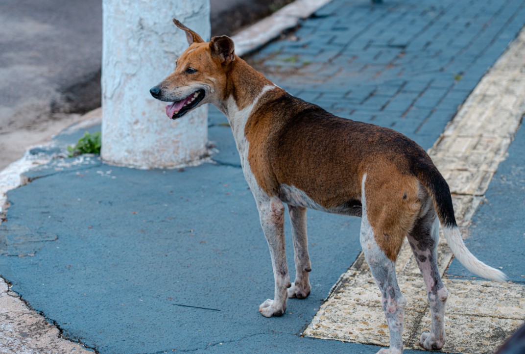 INICIATIVA: Prefeitura vai implantar comedouros para animais de rua