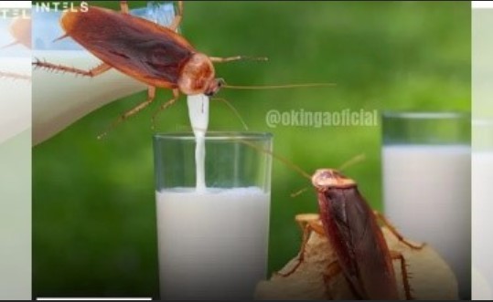 VOCÊ BEBERIA?: Cientistas descobrem poder nutritivo do leite de baratas