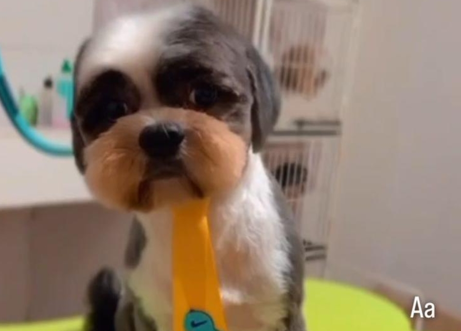 PROCURA-SE: Cachorro Dominique desaparece na zona Leste de Porto Velho