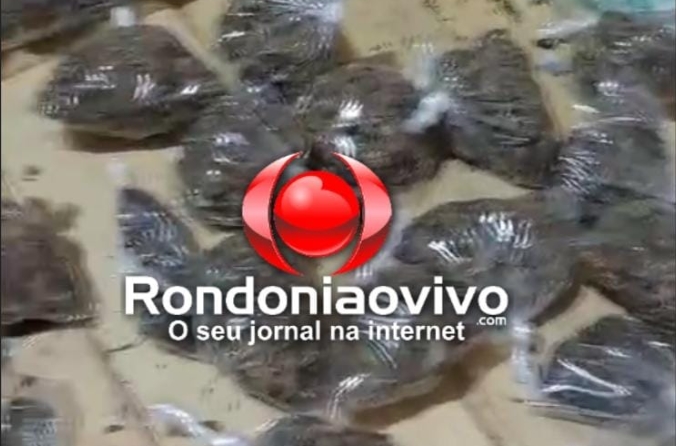 VÍDEO: Equipe do sargento Machado prende trio por tráfico na zona Norte