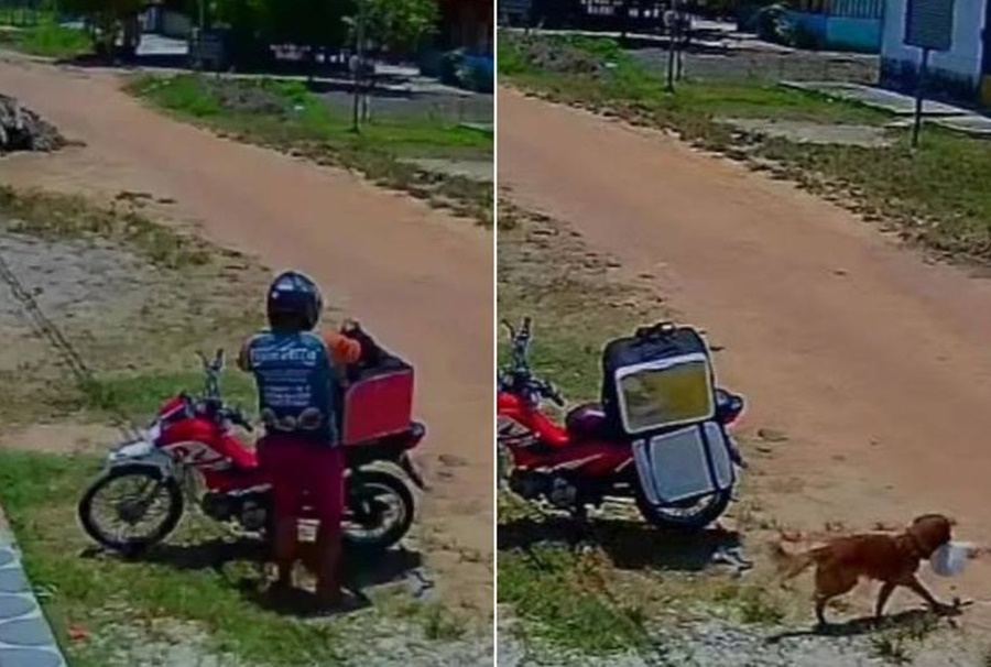 ESPERTO: Vídeo que viralizou de vira-lata 'furtando' marmita foi feito no Pará