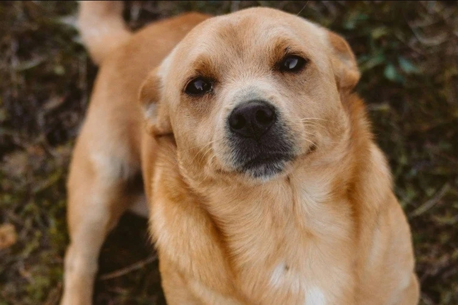 PELUDOS: Feira Pet e Exposições de Cães acontece em Porto Velho