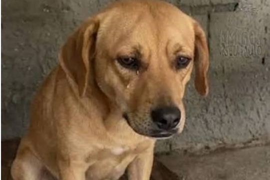 PROTEÇÃO: Como denunciar maus-tratos contra animais em Porto Velho