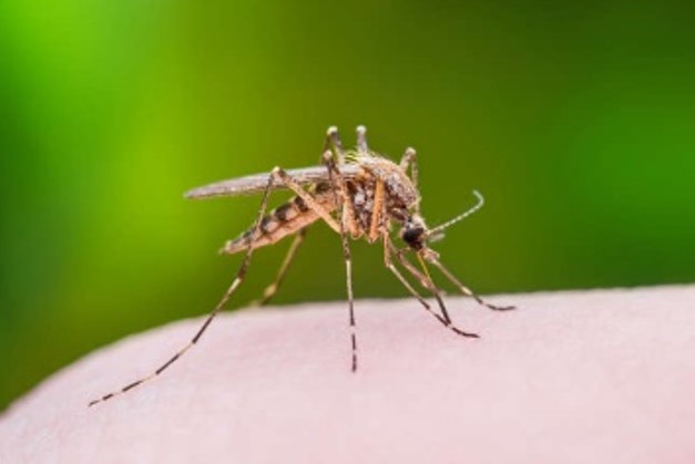 ESCOLHI VOCÊ: Por que os pernilongos picam sempre as mesmas pessoas?