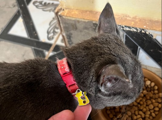 É SUA? Gata castrada é encontrada com sinais de desnutrição no bairro Igarapé