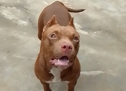 TARUMYM: Pitbull com doença autoimune desaparece no bairro Planalto, em Porto Velho