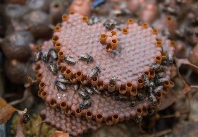 REDUZ INFLAMAÇÃO: Própolis de abelha nativa da Amazônia cicatriza feridas