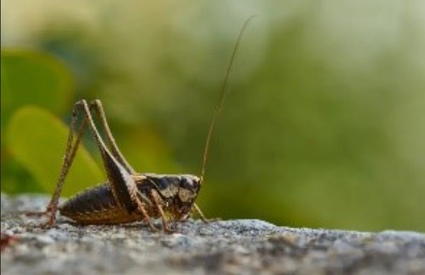 FAZENDA DE INSETOS: Solução inovadora e sustentável para a segurança alimentar 