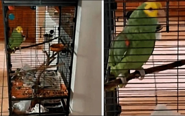 GRAÇA: Papagaio faz Testemunhas de Jeová esperarem por meia hora na porta de sua casa