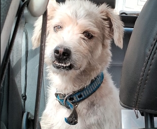 PROCURA-SE: Família oferece recompensa para quem encontrar cachorro Lucky