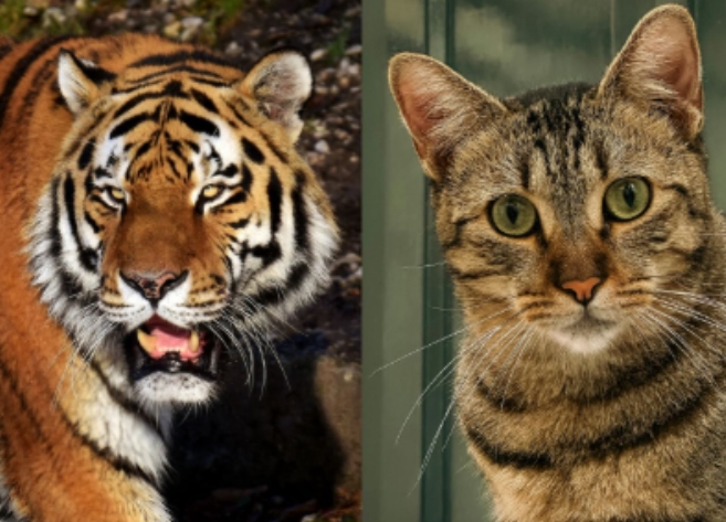 FELINOS: Traços de DNA indicam que gato e tigre são parentes próximos