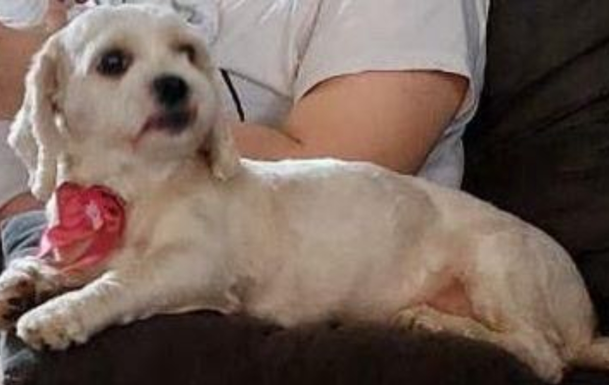 DESAPARECIDA: Cachorra some na zona norte de Porto Velho