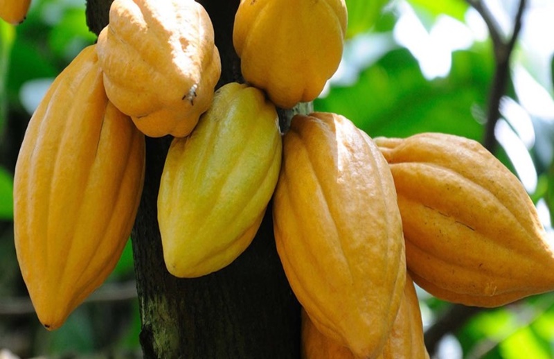 PRODUÇÃO: Recebimento de cacau nacional teve crescimento de 41,4% até maio