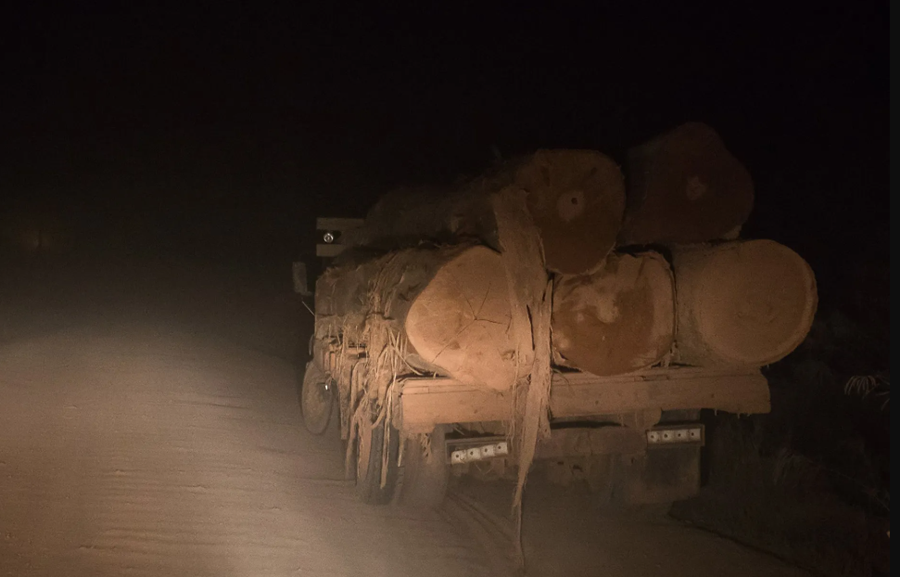 ESTUDO:  Ilegalidade chega a quase 40% da exploração de madeira na Amazônia