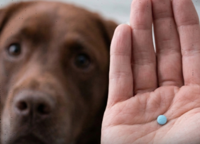 MAIS VIDA: Estudo testa medicamento que pode retardar envelhecimento em cães