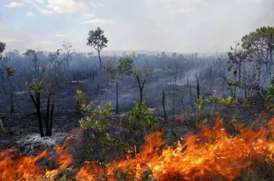BRASIL: Matas nativas que desapareceram tem o tamanho de quatro estados