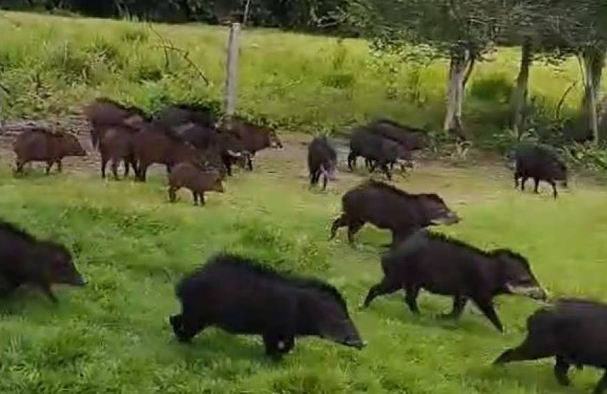 VEJA AS IMAGENS: Agricultora conta como foi se deparar com uma manada de ‘porco do mato’