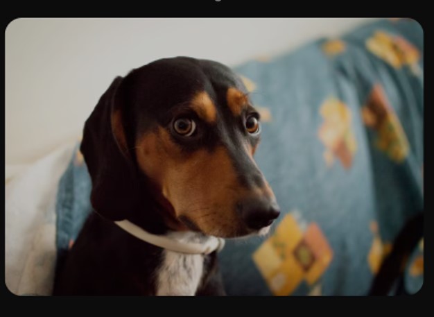 RACIONAIS: Cães pensam antes de tomar decisões importantes