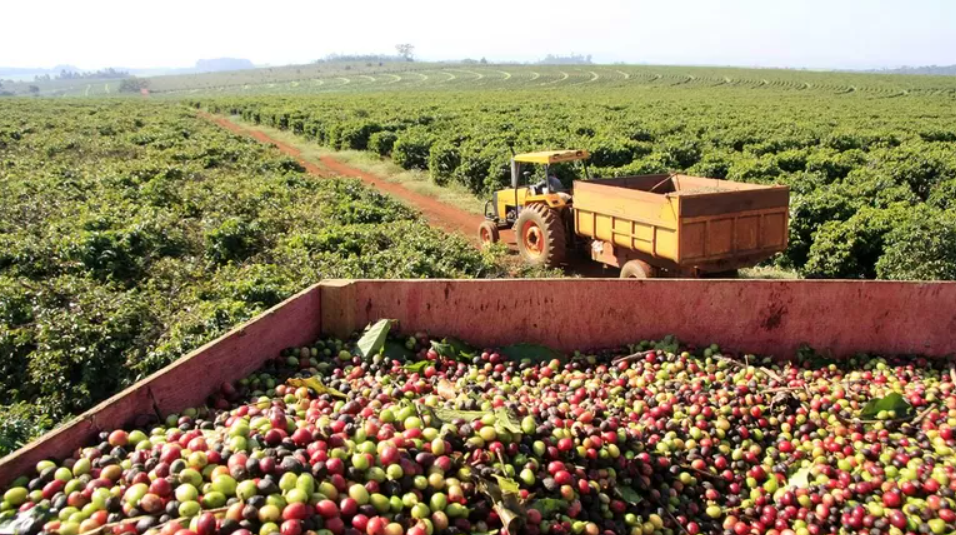 NOVIDADE: Biotecnologia agiliza lançamento de cultivares de café