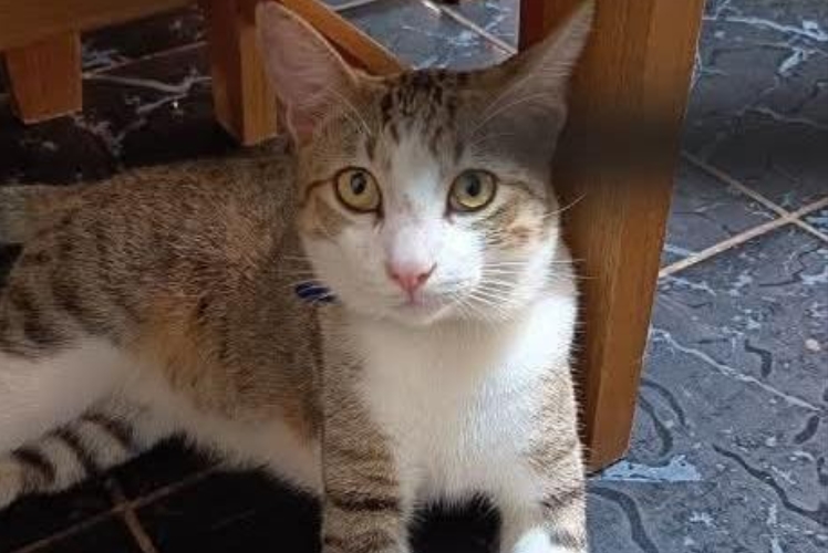 PROCURA-SE: Família procura gatinho desaparecido em PVH