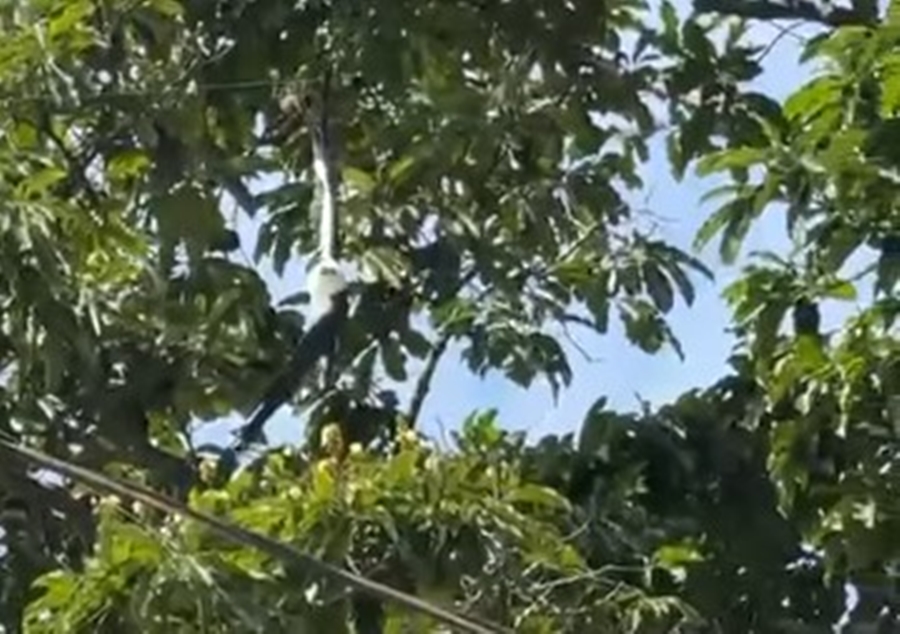 ALERTA: Gavião preso em linha de pipa mobiliza Corpo de Bombeiros em Porto Velho