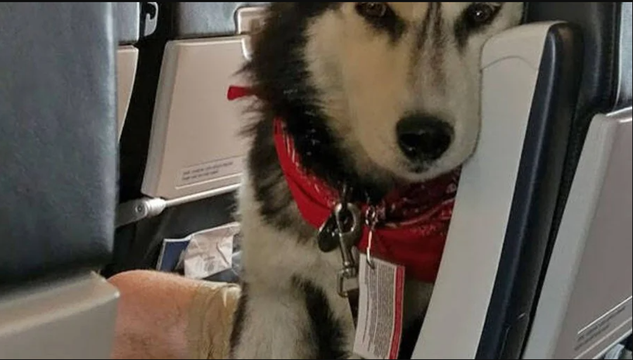 AMIGOS: Animais de estimação estão viajando mais com os donos