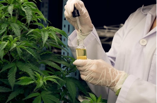 MENTE REFEITA: Cannabis medicinal pode promover efeito anti-idade no cérebro