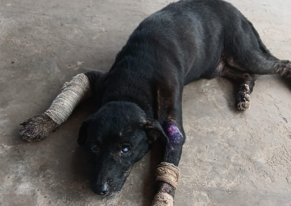 PODE AJUDAR?: Cão atropelado precisa de ajuda em Porto Velho