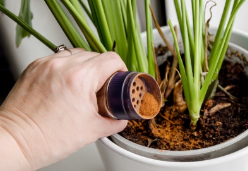 POUCA GENTE SABE: A canela em pó ajuda no crescimento de plantas e frutas