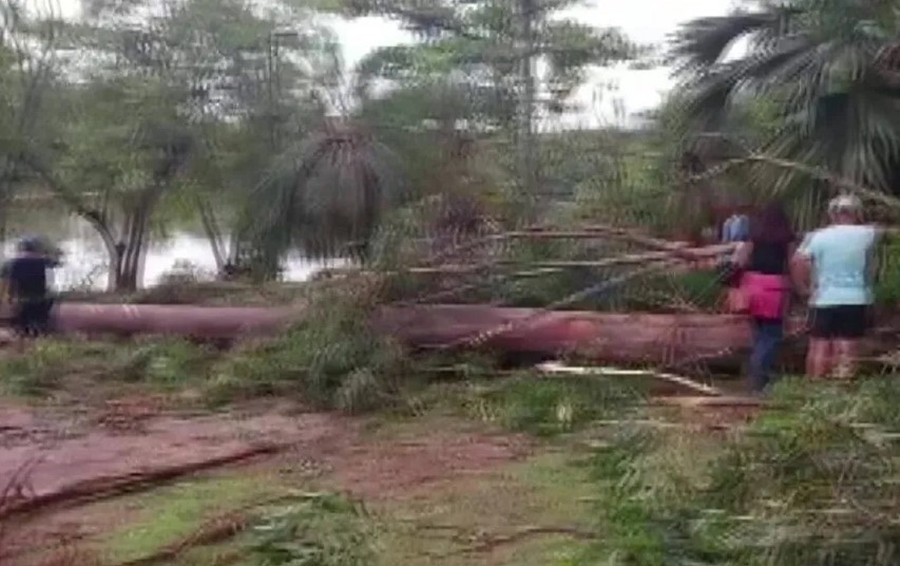 TRÁGICO: Casal de idosos morre atingido por árvore enquanto colhia castanha