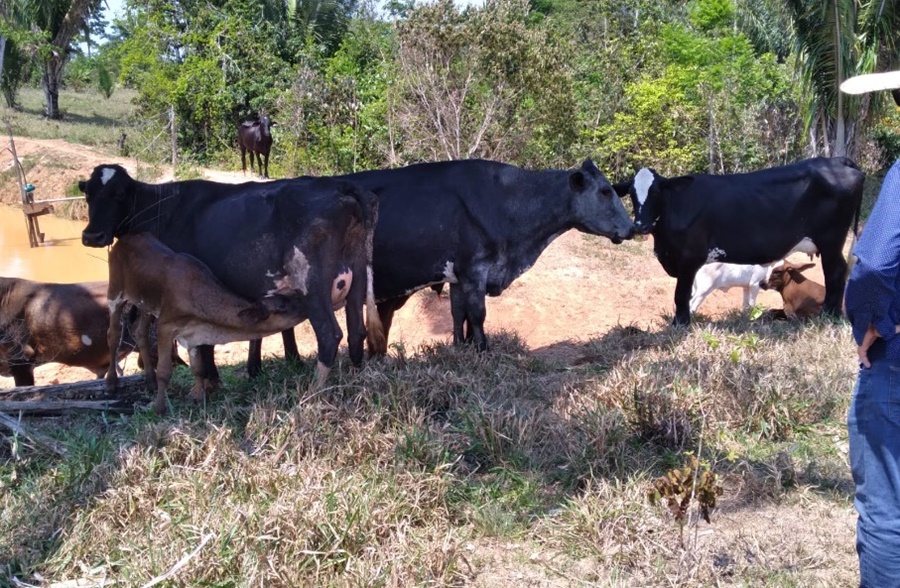 DESENVOLVIMENTO: Produção agropecuária cresce em Porto Velho