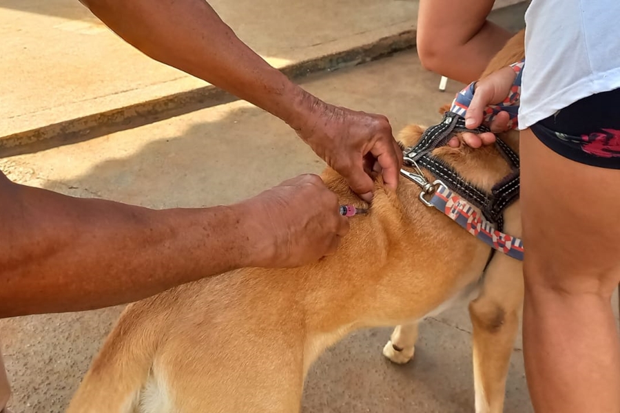 PREVENÇÃO: Prefeitura intensifica vacinação contra raiva em bairro de Porto Velho