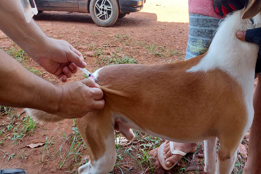 IMUNIZAÇÃO: Vacinação animal itinerante é estratégia para manter controle da raiva