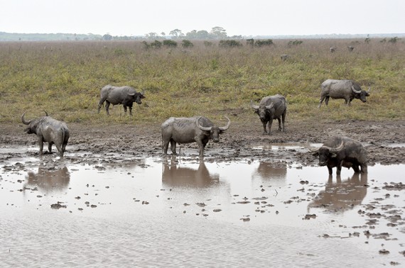 ABATE DE BÚFALOS SELVAGENS: Operação federal deve conter avanço de espécie invasora em Rondônia