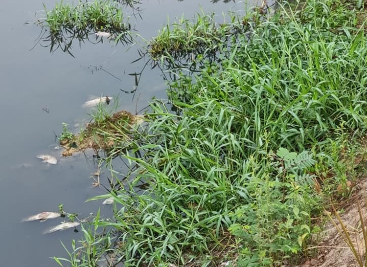 MORTANDADE: Peixes mortos aparecem boiando no canal do Skate Parque
