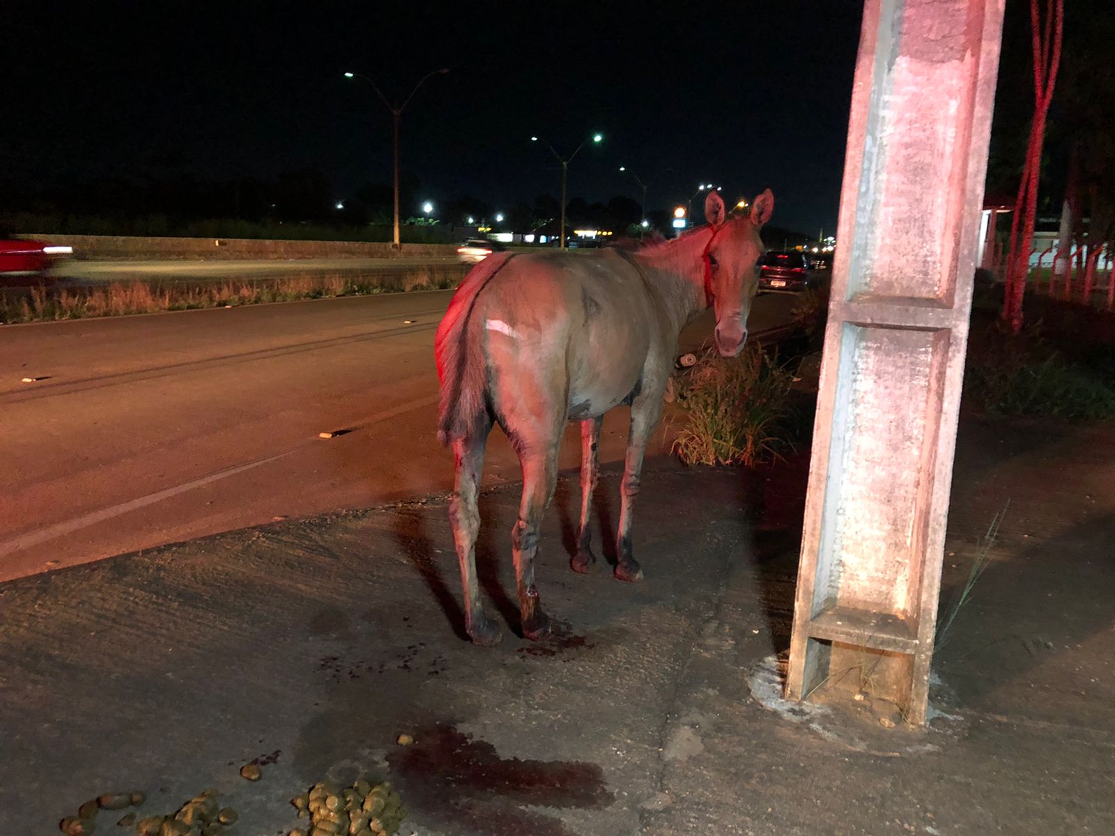 SEM COMPAIXÃO: Agente da PRF executa cavalo após acidente na BR-364